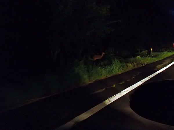 暗くなると動物の姿を多く見掛けた